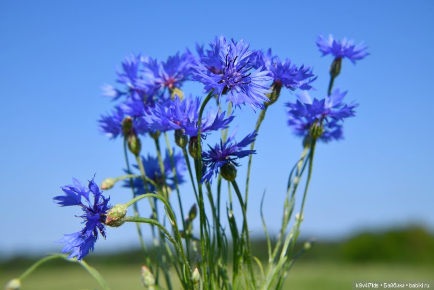 Васильковый Июль — Куклы Irrealdoll (Ирреалдолл): BJD (БЖД)