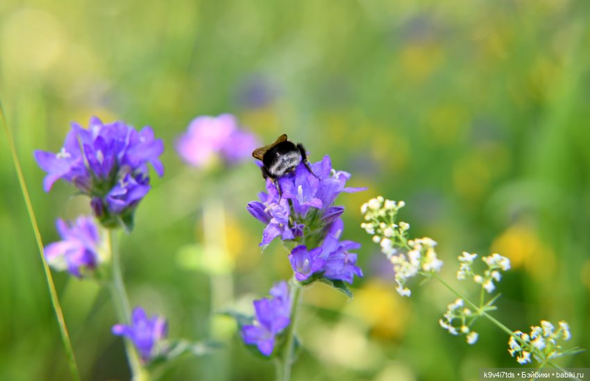 Васильковый Июль — Куклы Irrealdoll (Ирреалдолл): BJD (БЖД)