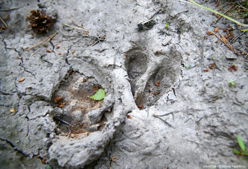 Васильковый Июль — Куклы Irrealdoll (Ирреалдолл): BJD (БЖД)