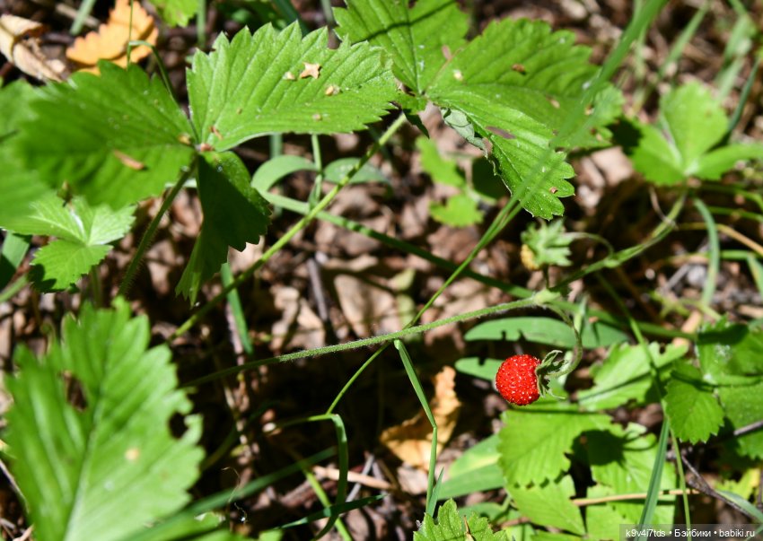 Васильковый Июль — Куклы Irrealdoll (Ирреалдолл): BJD (БЖД)