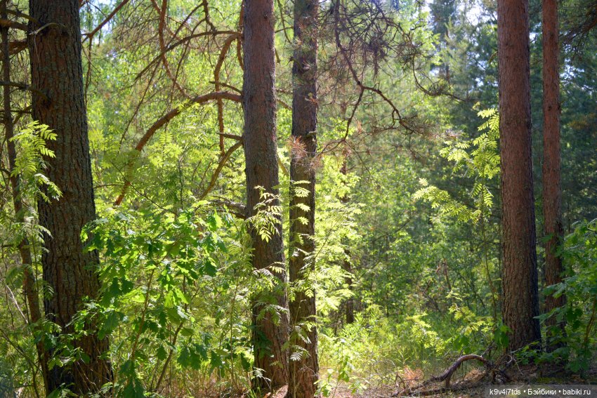 Полевые цветы — Куклы Irrealdoll (Ирреалдолл): BJD (БЖД)