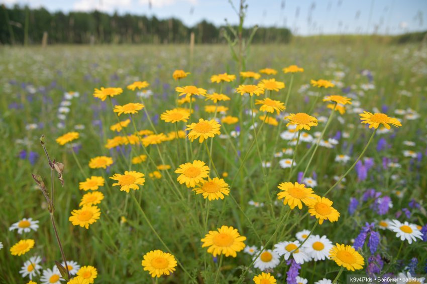 Полевые цветы — Куклы Irrealdoll (Ирреалдолл): BJD (БЖД) (фото 3)