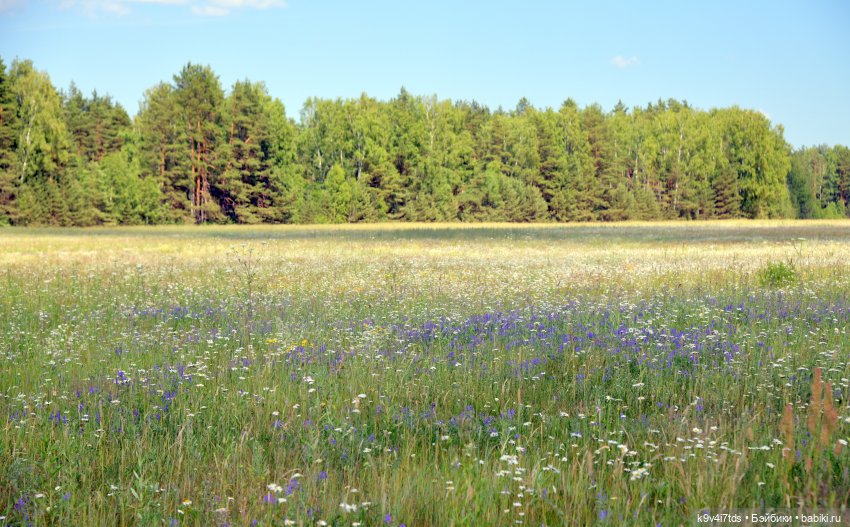 Полевые цветы — Куклы Irrealdoll (Ирреалдолл): BJD (БЖД)