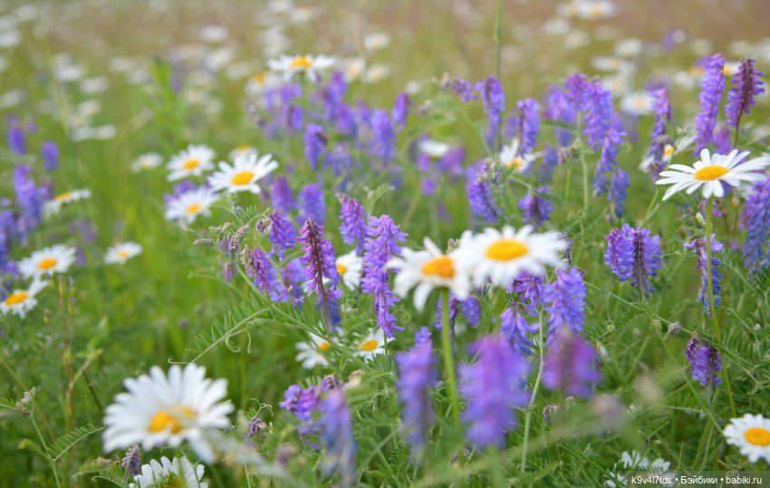 Полевые цветы — Куклы Irrealdoll (Ирреалдолл): BJD (БЖД) (фото 4)