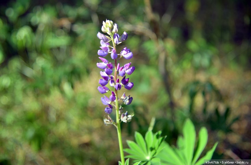 Полевые цветы — Куклы Irrealdoll (Ирреалдолл): BJD (БЖД)