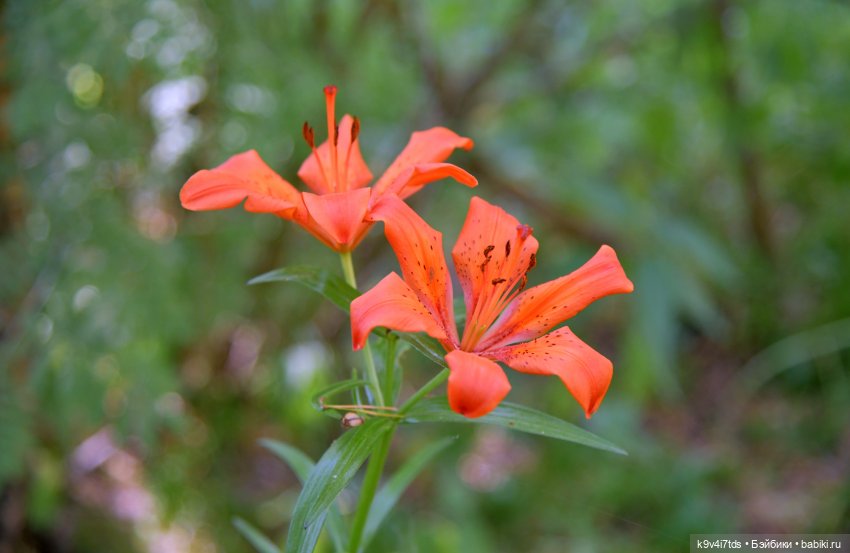 Полевые цветы — Куклы Irrealdoll (Ирреалдолл): BJD (БЖД)