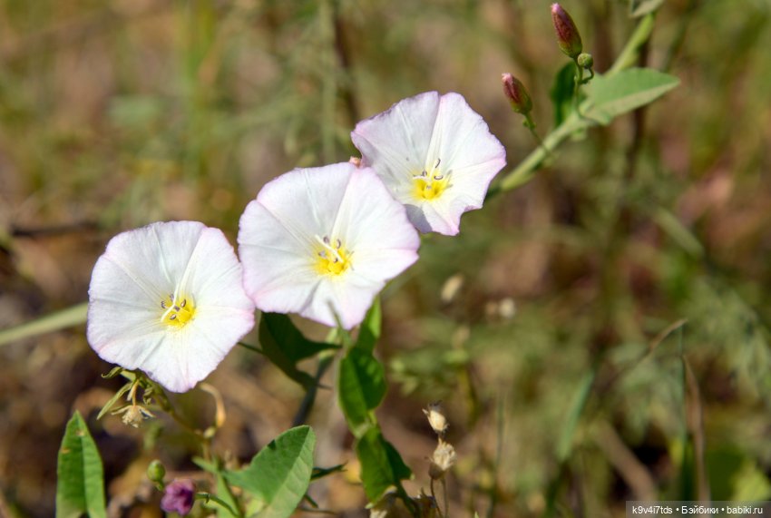 Полевые цветы — Куклы Irrealdoll (Ирреалдолл): BJD (БЖД)