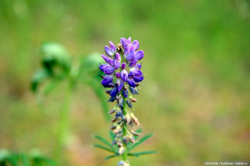 Полевые цветы — Куклы Irrealdoll (Ирреалдолл): BJD (БЖД)