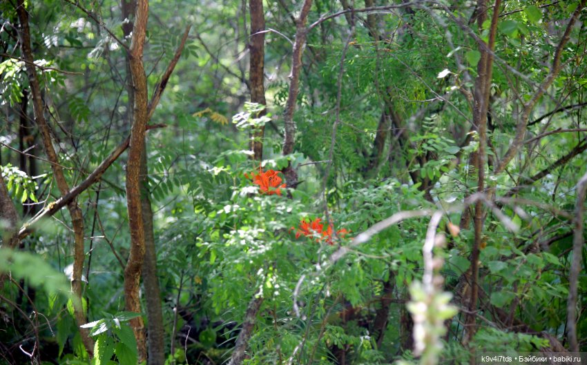 Полевые цветы — Куклы Irrealdoll (Ирреалдолл): BJD (БЖД)