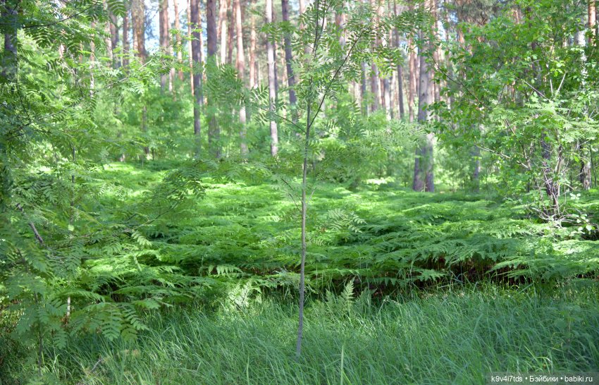 Полевые цветы — Куклы Irrealdoll (Ирреалдолл): BJD (БЖД)