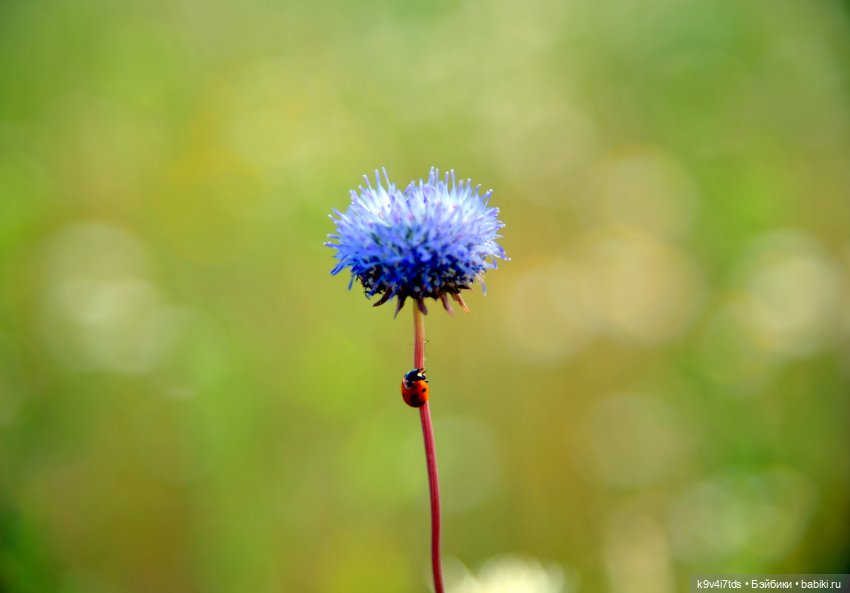 Полевые цветы — Куклы Irrealdoll (Ирреалдолл): BJD (БЖД)