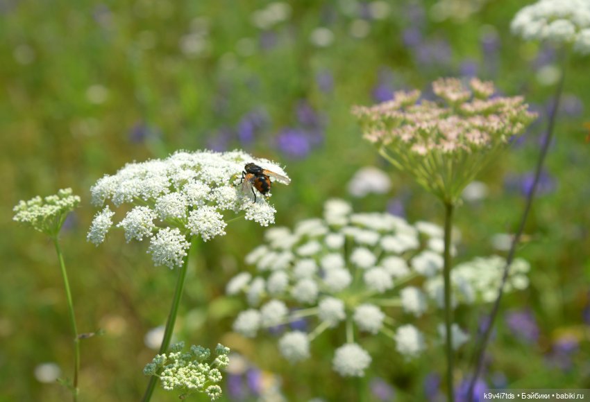 Полевые цветы — Куклы Irrealdoll (Ирреалдолл): BJD (БЖД)
