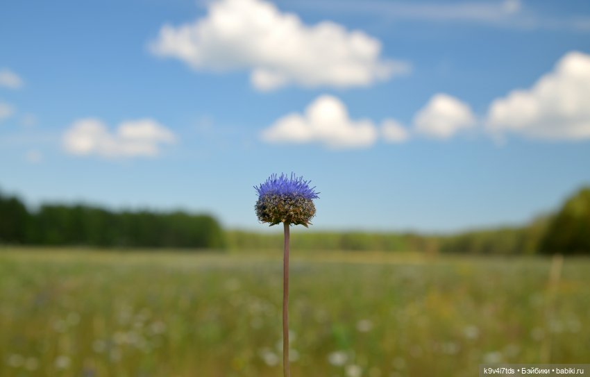 Полевые цветы — Куклы Irrealdoll (Ирреалдолл): BJD (БЖД)