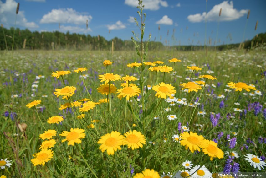 Полевые цветы — Куклы Irrealdoll (Ирреалдолл): BJD (БЖД) (фото 2)