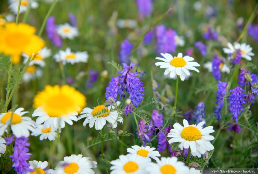 Полевые цветы — Куклы Irrealdoll (Ирреалдолл): BJD (БЖД) (фото 6)