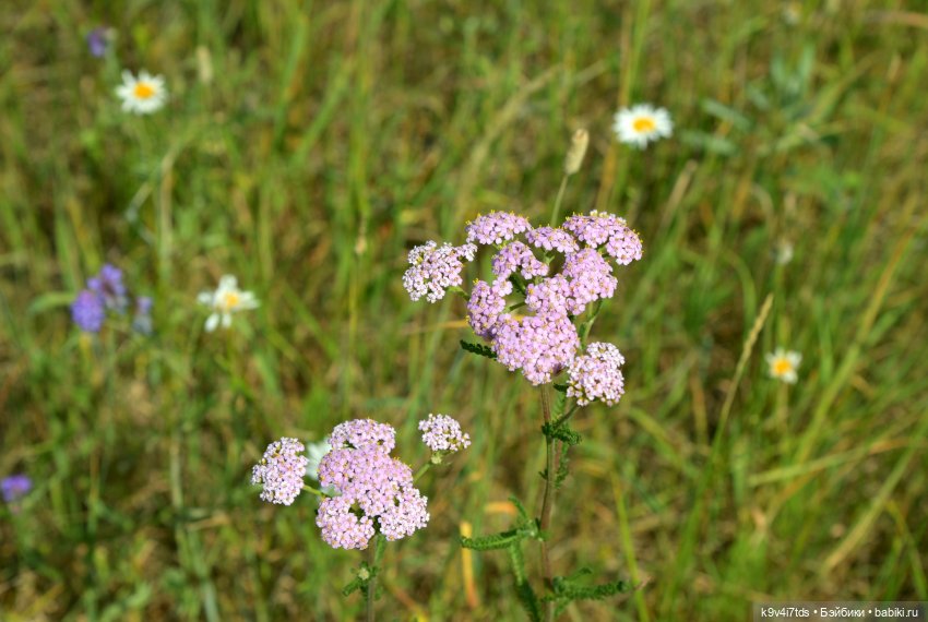 Полевые цветы — Куклы Irrealdoll (Ирреалдолл): BJD (БЖД)