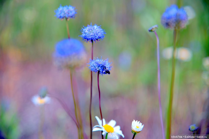 Полевые цветы — Куклы Irrealdoll (Ирреалдолл): BJD (БЖД)