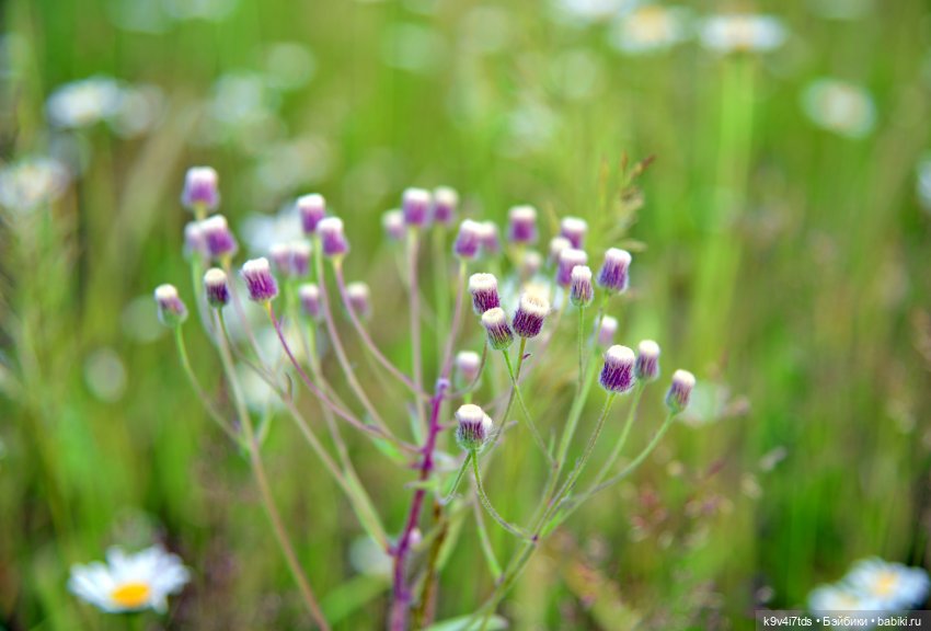 Полевые цветы — Куклы Irrealdoll (Ирреалдолл): BJD (БЖД) (фото 5)