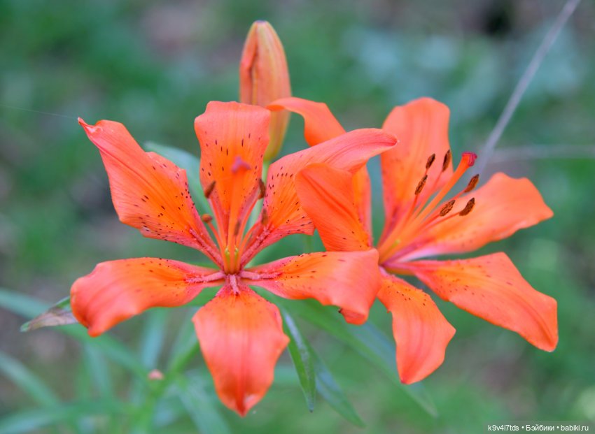 Полевые цветы — Куклы Irrealdoll (Ирреалдолл): BJD (БЖД)