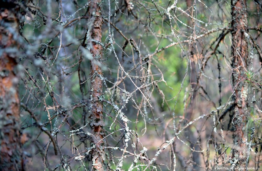 Полевые цветы — Куклы Irrealdoll (Ирреалдолл): BJD (БЖД)