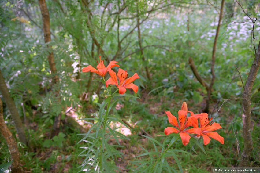 Полевые цветы — Куклы Irrealdoll (Ирреалдолл): BJD (БЖД)