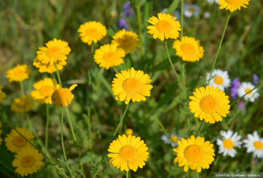 Полевые цветы — Куклы Irrealdoll (Ирреалдолл): BJD (БЖД)