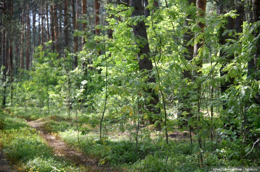 Полевые цветы — Куклы Irrealdoll (Ирреалдолл): BJD (БЖД)