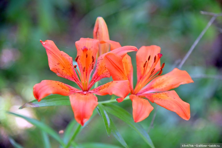 Полевые цветы — Куклы Irrealdoll (Ирреалдолл): BJD (БЖД)