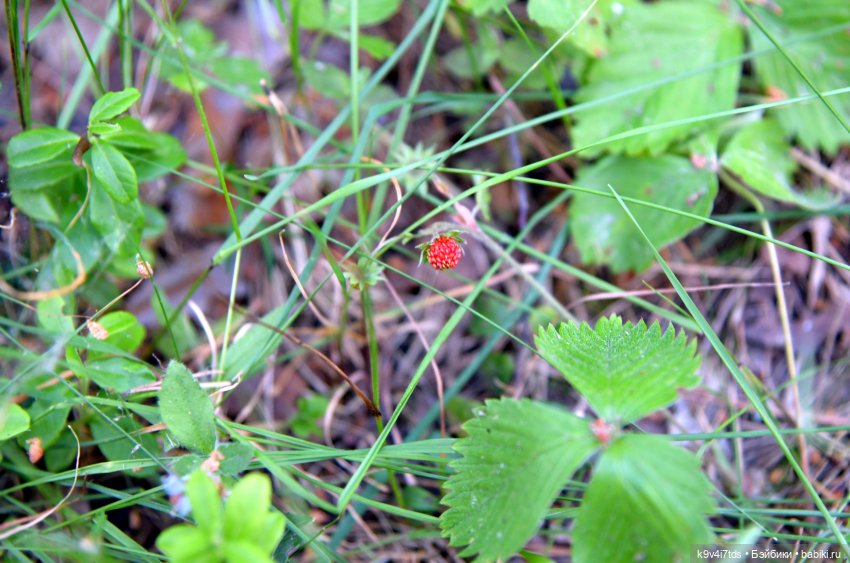 Полевые цветы — Куклы Irrealdoll (Ирреалдолл): BJD (БЖД)