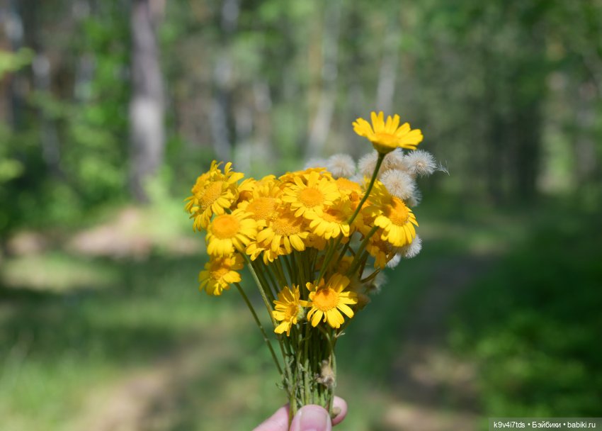 Полевые цветы — Куклы Irrealdoll (Ирреалдолл): BJD (БЖД)