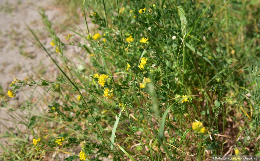 Полевые цветы — Куклы Irrealdoll (Ирреалдолл): BJD (БЖД)