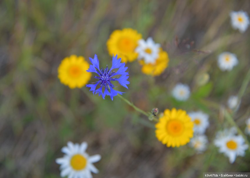 Полевые цветы — Куклы Irrealdoll (Ирреалдолл): BJD (БЖД)