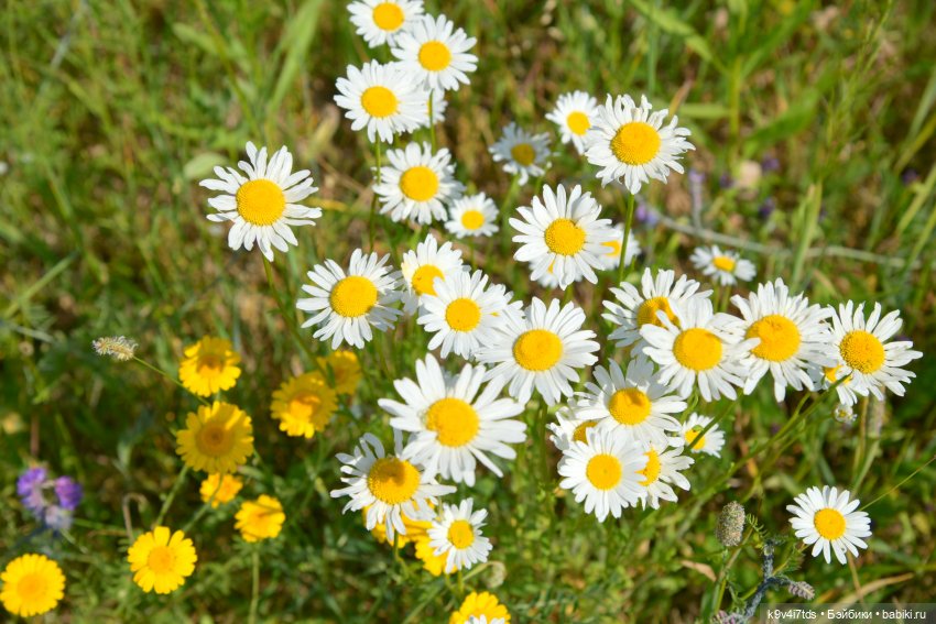 Полевые цветы — Куклы Irrealdoll (Ирреалдолл): BJD (БЖД)