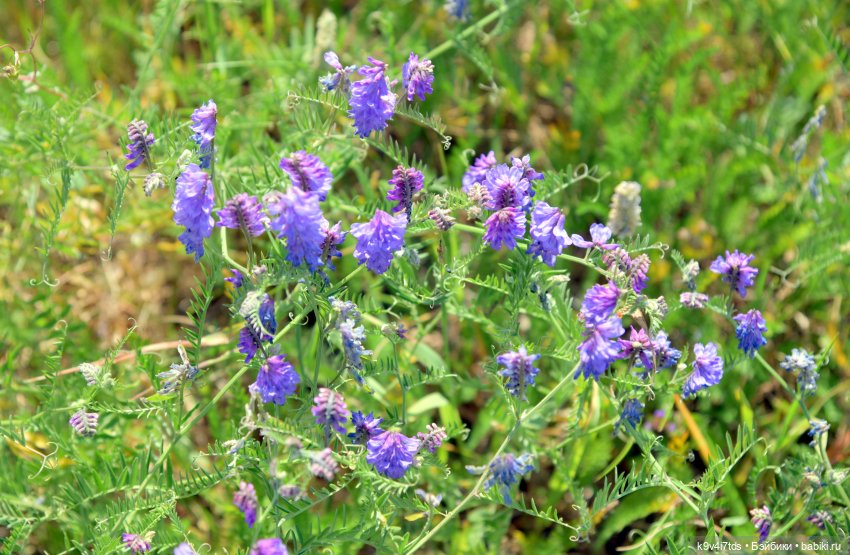 Полевые цветы — Куклы Irrealdoll (Ирреалдолл): BJD (БЖД)