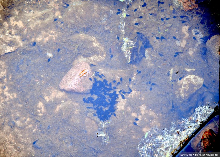 "Троицкие гуляния" в Василёво 2022 год, "В Троицкий венок всяк вплетай свой цветок", продолжение