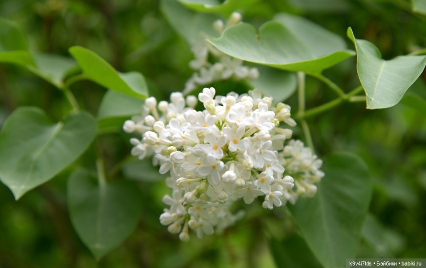 "Троицкие гуляния" в Василёво 2022 год, "В Троицкий венок всяк вплетай свой цветок", продолжение