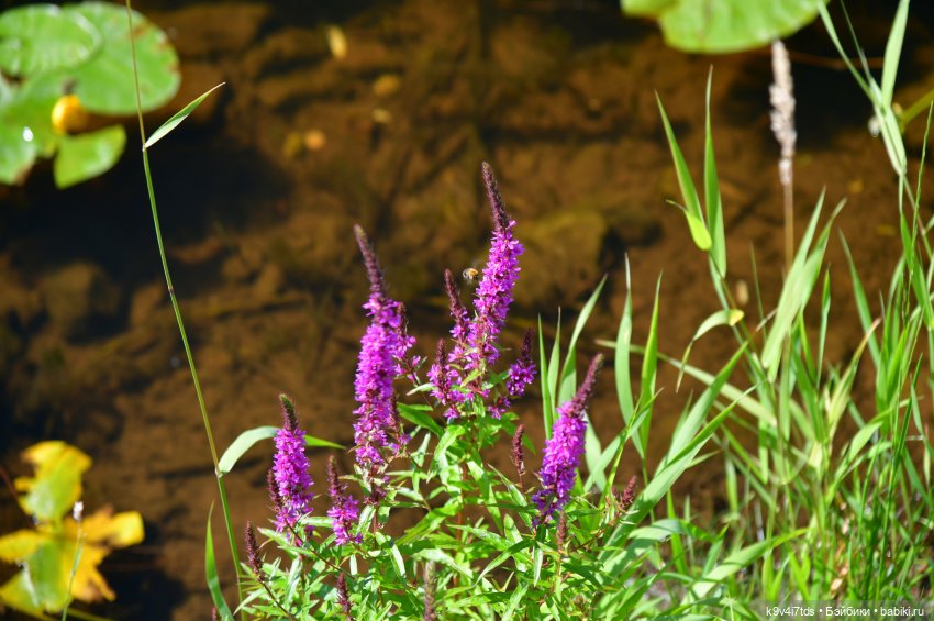Путешествие в Торжок, вторая часть (фото 4)