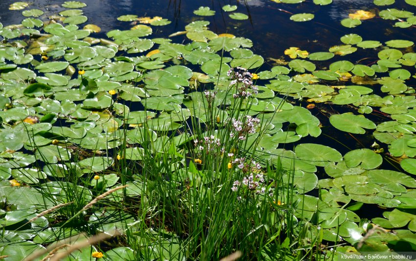 Путешествие в Торжок, вторая часть