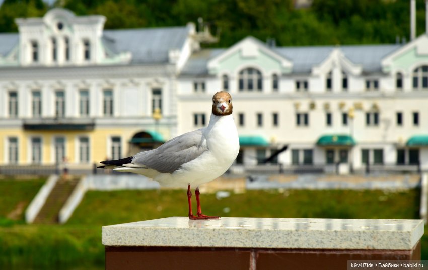 Первое путешествие Изабель | Бэйбики Первое путешествие Изабель