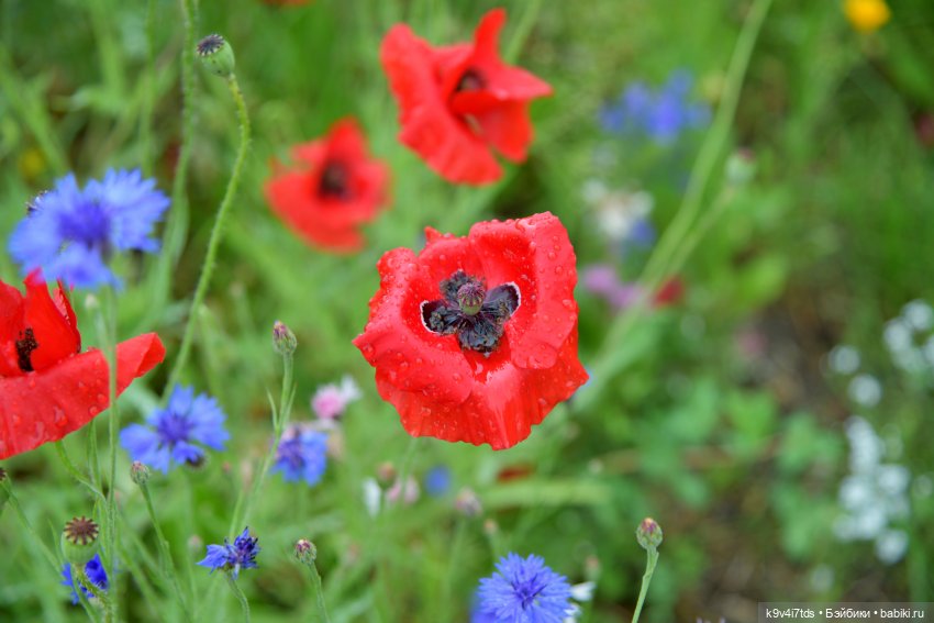 Вижу Чудное Приволье — Культура