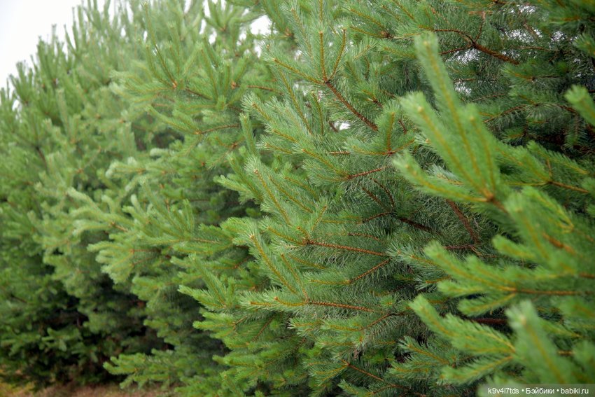 Вижу Чудное Приволье — Культура