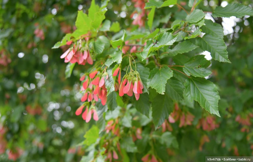 Вижу Чудное Приволье — Культура