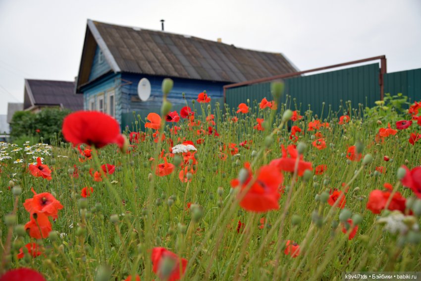 Вижу Чудное Приволье — Культура