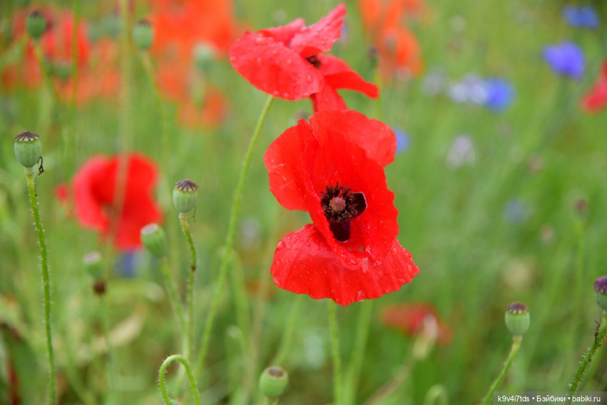Вижу Чудное Приволье — Культура
