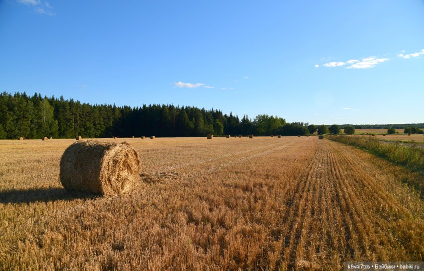 Чудное приволье — Куклы Barbie (Барби): Looks (фото 5)