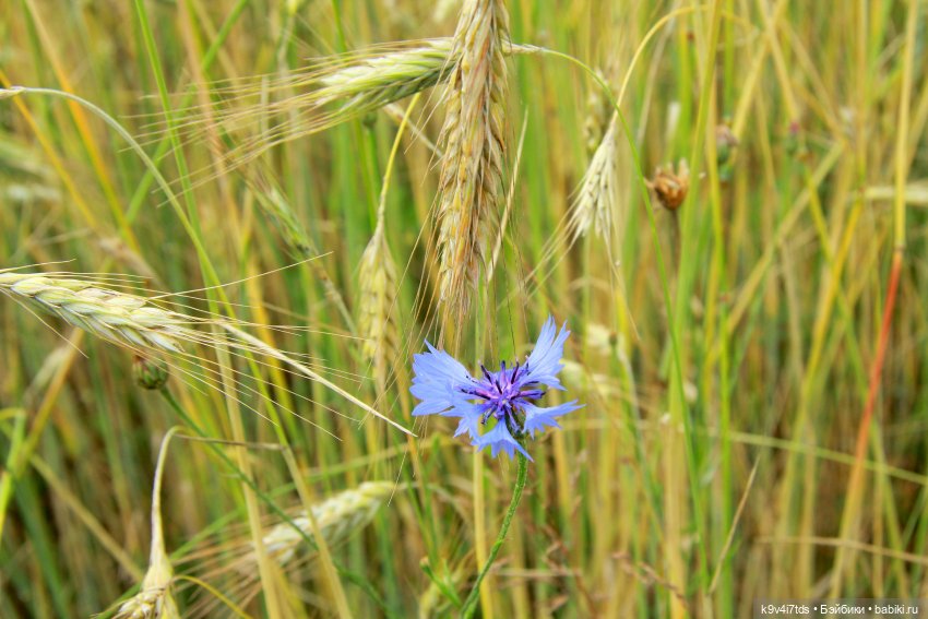 Чудное приволье — Куклы Barbie (Барби): Looks (фото 8)