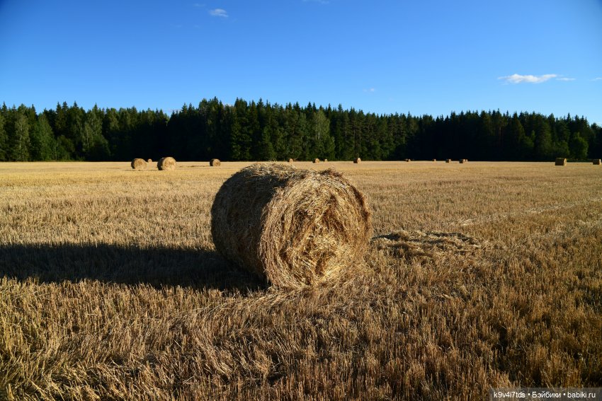 Чудное приволье — Куклы Barbie (Барби): Looks (фото 3)