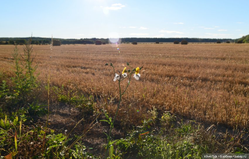 Чудное приволье — Куклы Barbie (Барби): Looks (фото 4)