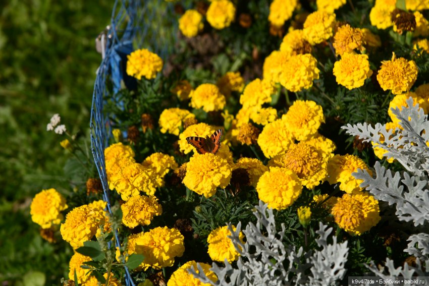 Барби в Торжке — Туризм и путешествия: фотоотчеты из поездок
