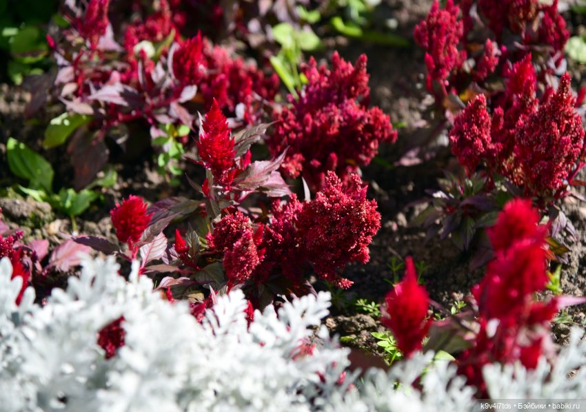 Барби в Торжке — Туризм и путешествия: фотоотчеты из поездок